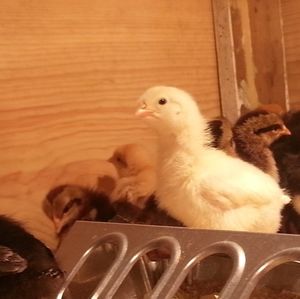 Meet your Posher, Eileen